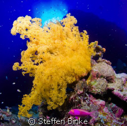 Soft Coral by Steffen Binke 